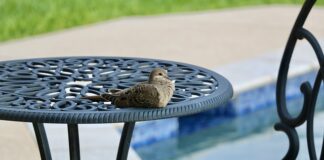 Co ile zmieniać wodę w basenie?